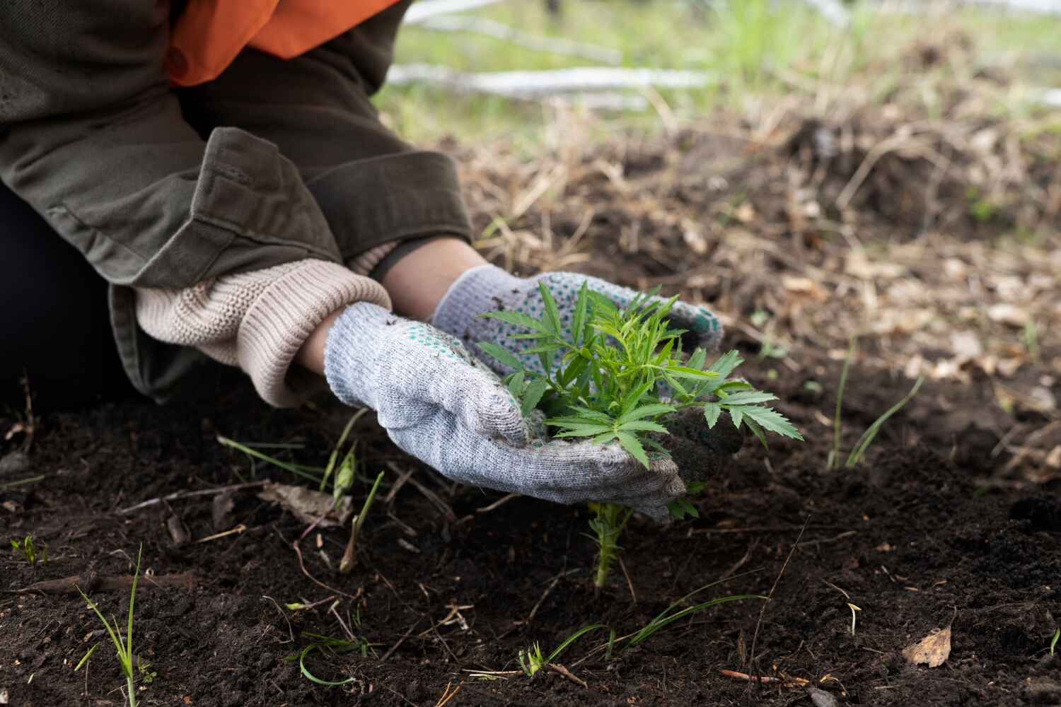 Trusted Charleroi, PA Tree Service Experts